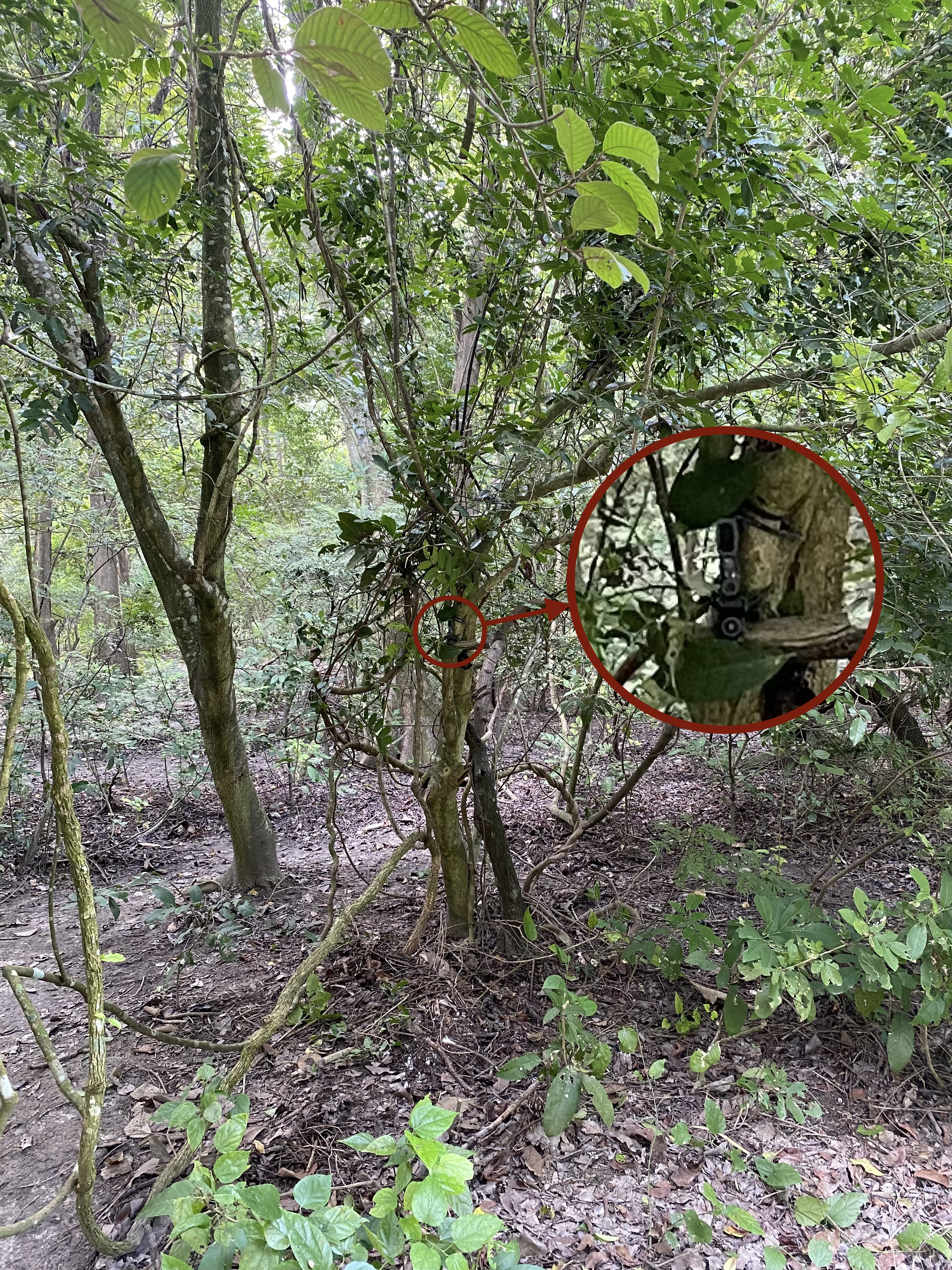 example image